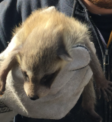 Baby raccoon humanely removed from attic