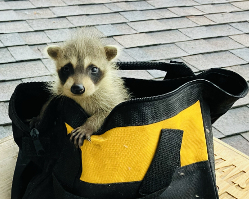 Baby raccoon removed from attic nest