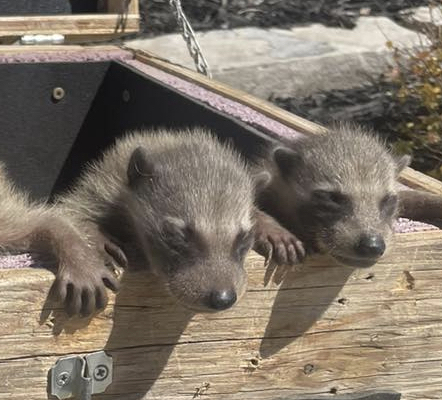 Baby raccoons placed in warming box