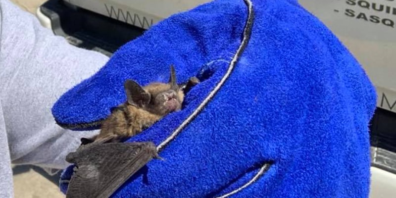 Bat Removal for Burlington