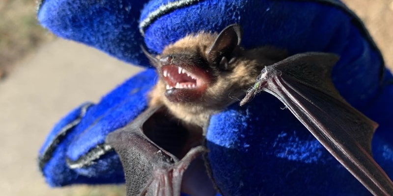 Bat Removal for Caledonia Bat Removal for Caledonia