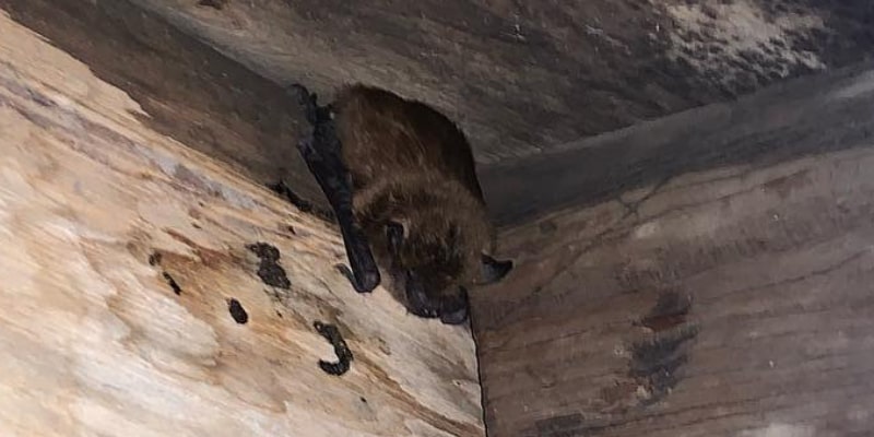 Bat Removal for Niagara Falls Bat Removal for Niagara Falls