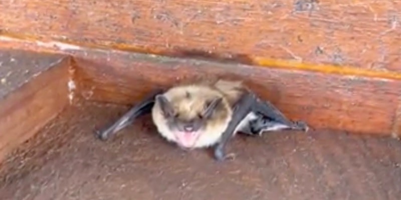 Bat Removal for Oakville
