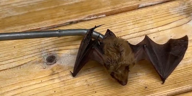 Bat Removal for Simcoe