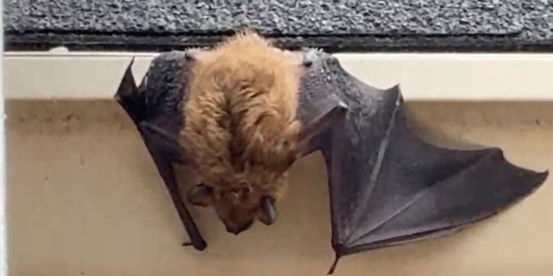Bat Removal for Stratford