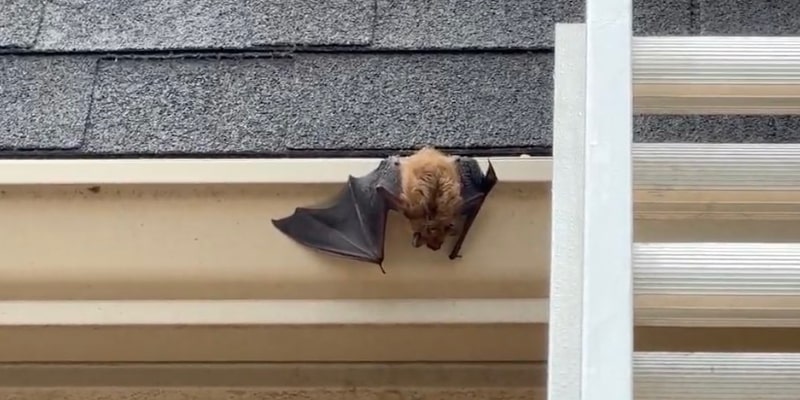 Bat Removal for Woodstock Bat Removal for Woodstock