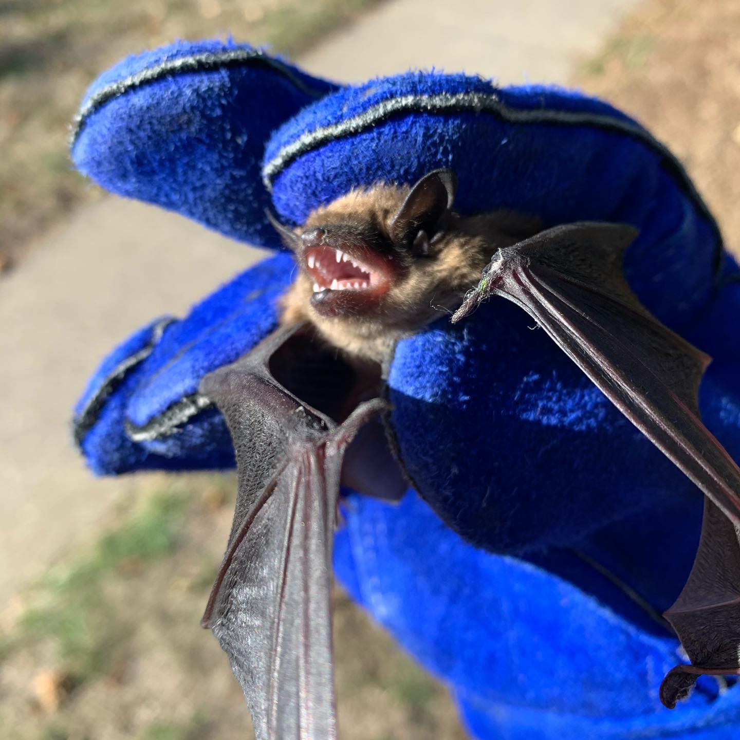 Bat removed from attic in Brantford Bat removed from attic in Brantford