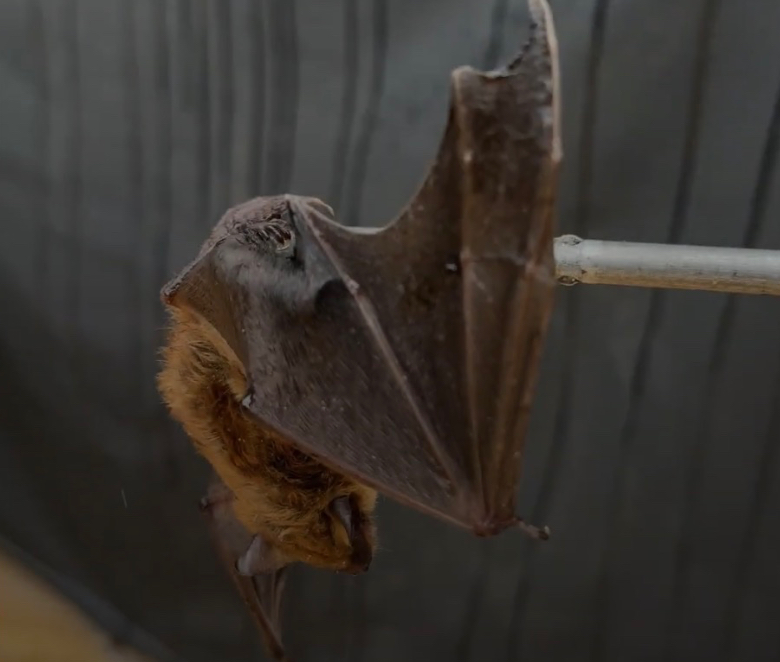 Bat removed from attic