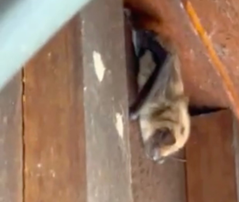 Bat roosting in attic Bat roosting in attic