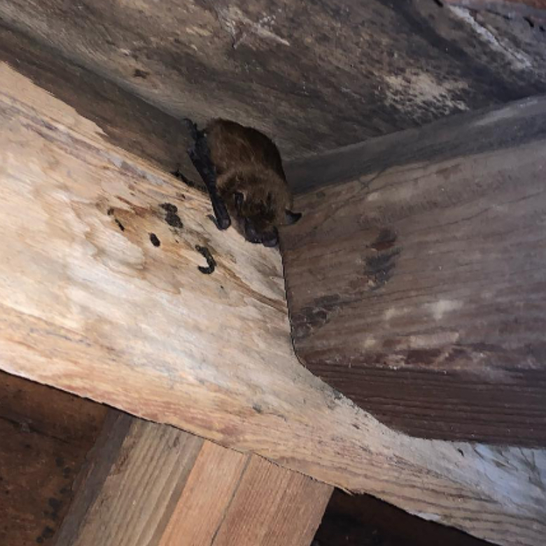 Bat sleeping in attic rafters