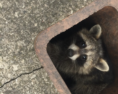 Raccoon in chimney