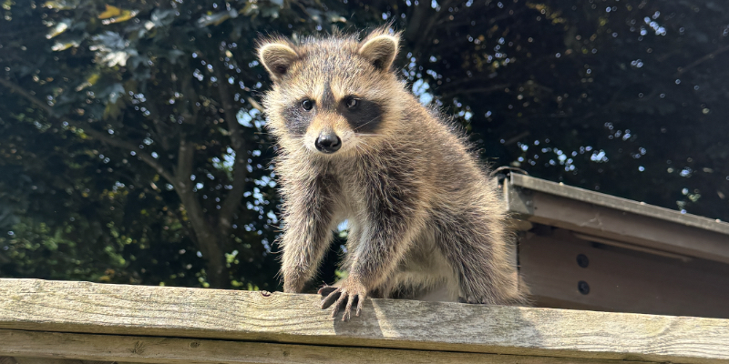 Raccoon Removal for Burlington Raccoon Removal for Burlington