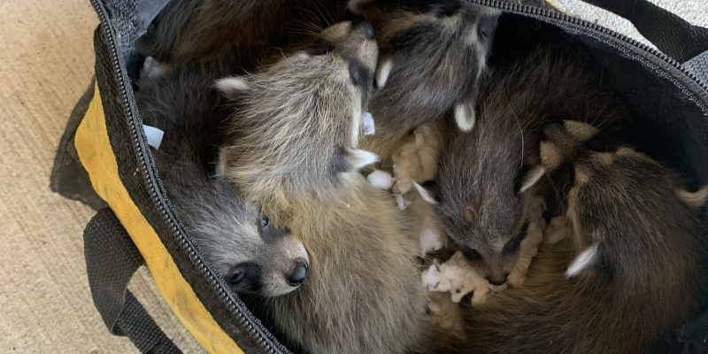 Raccoon Removal for Caledonia