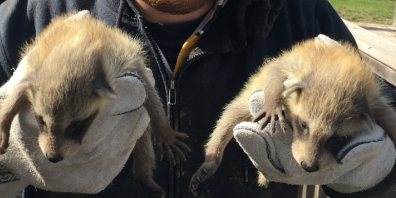 Raccoon Removal for Niagara Falls