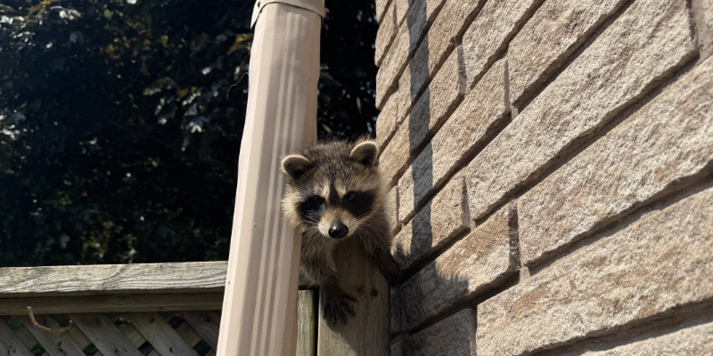 Raccoon Removal for Oakville Raccoon Removal for Oakville