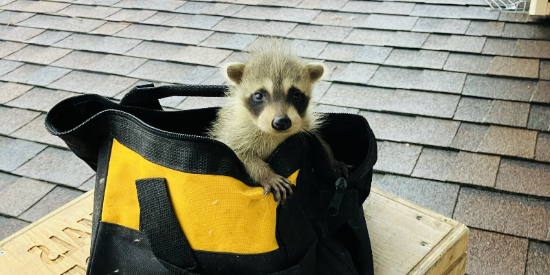 Raccoon Removal for Simcoe