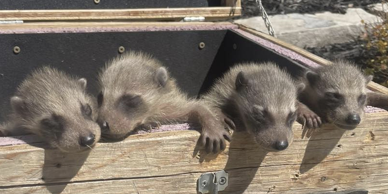 Raccoon Removal for Stratford