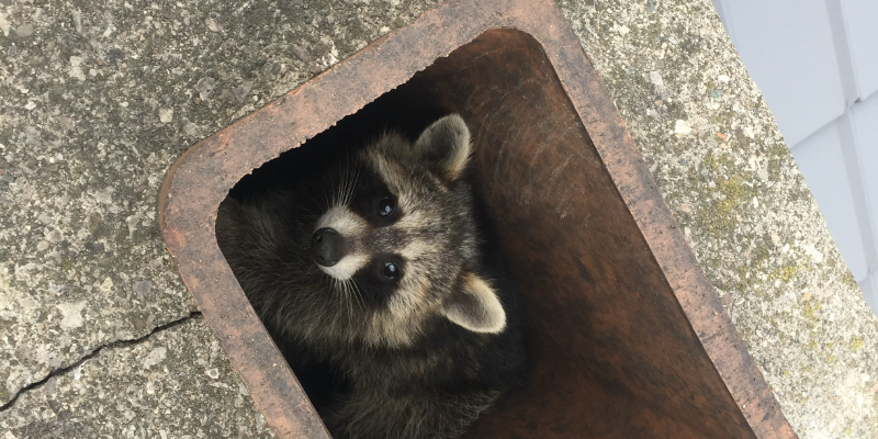 Raccoon Removal for Woodstock