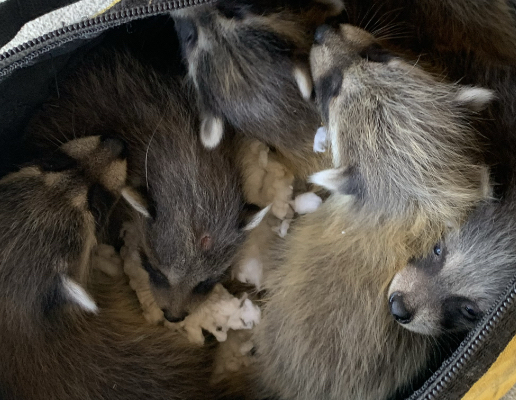 Raccoons removed from attic