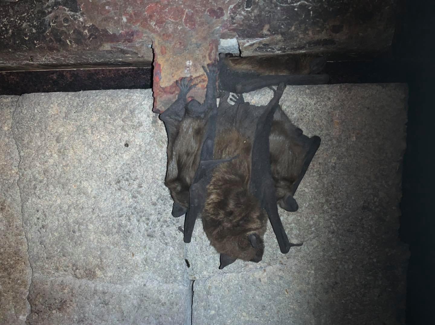 Two bats nesting in basement