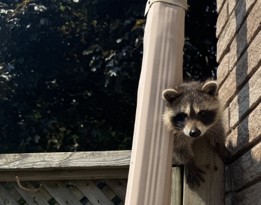 Young raccoon beside eavestrough