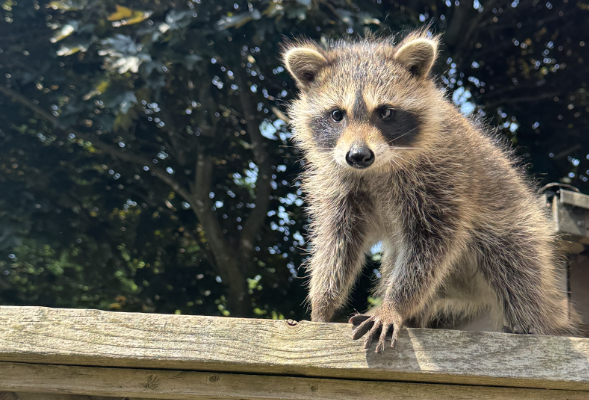 Young raccoon on backyard fence