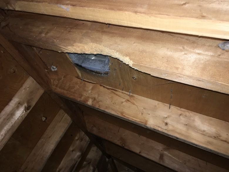 Squirrel entry in attic