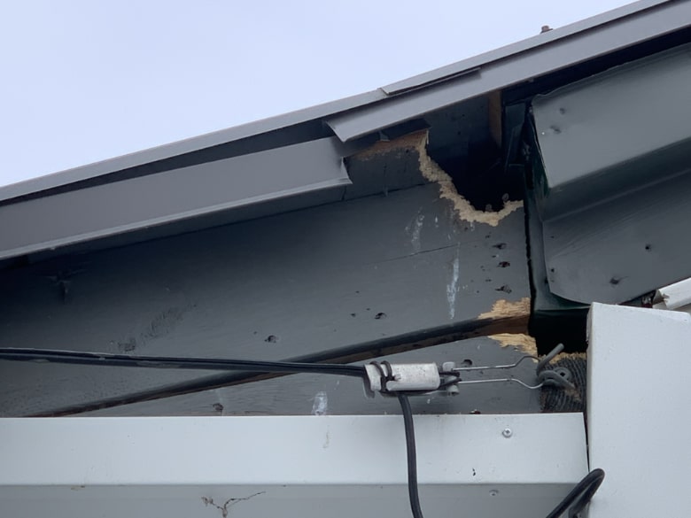 Squirrel entry through wooden fascia