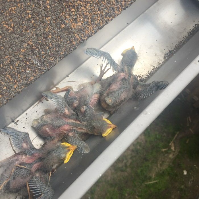 Baby birds removed from soffit