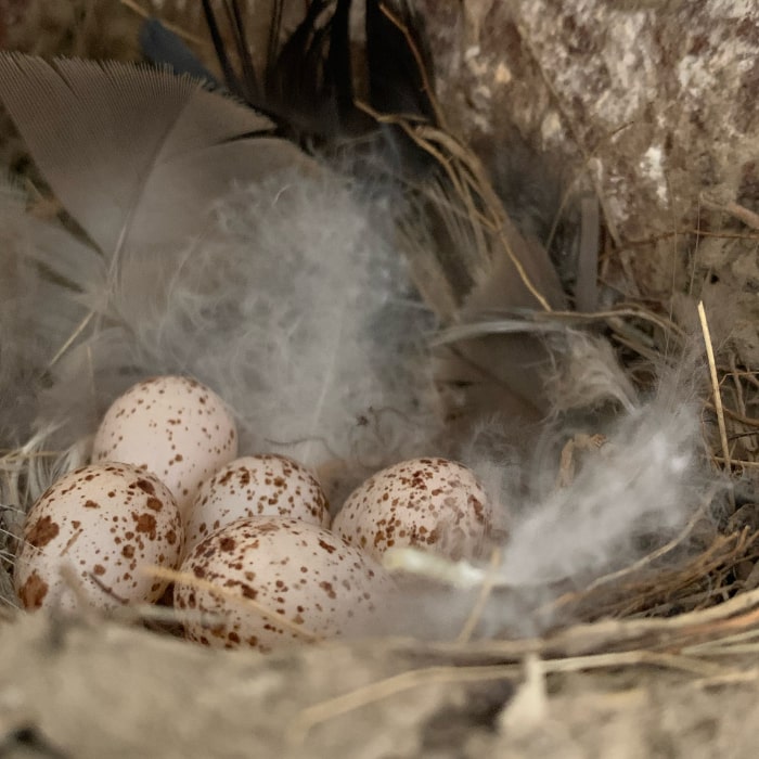 Bird eggs in air vent nest
