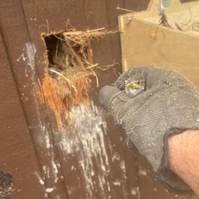 Bird entry point exterior wall house