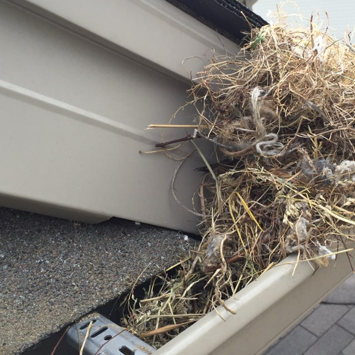 Bird nest on eavestrough