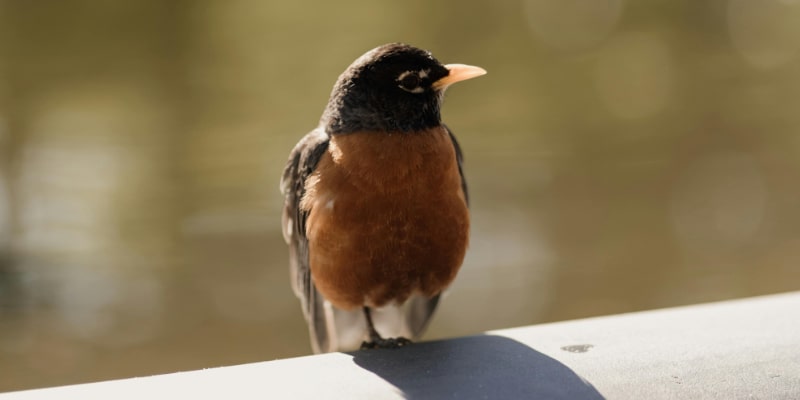 Bird Removal for Oakville Bird Removal for Oakville
