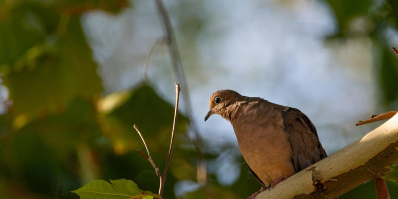 Bird Removal for Woodstock Bird Removal for Woodstock