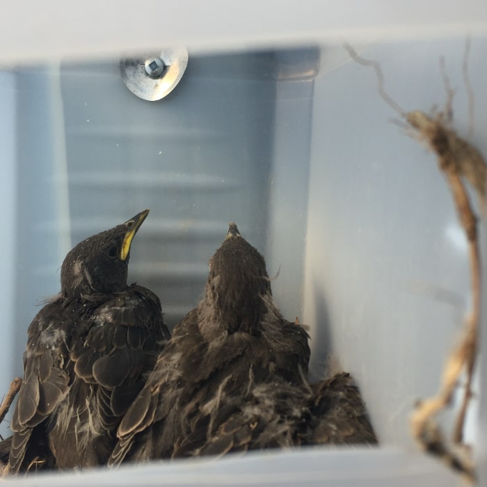 Birds nesting in soffit intersection