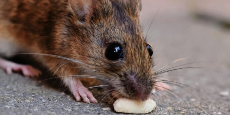 Mice Removal for Burlington