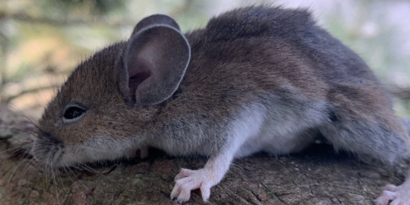 Mice Removal for Niagara Falls