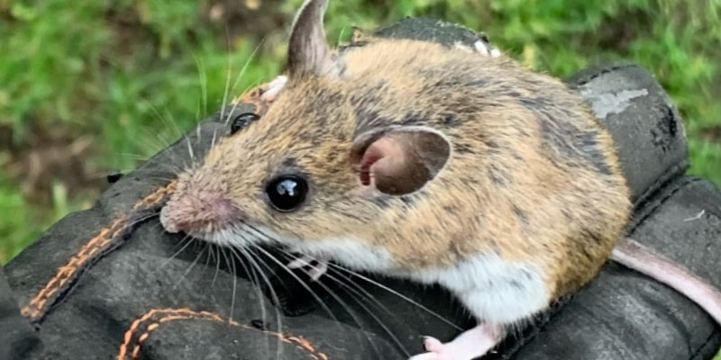 Mice Removal for Oakville