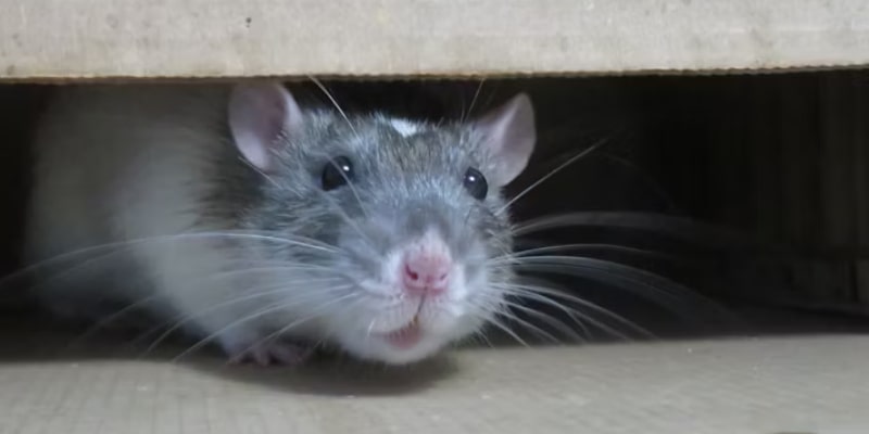 Mice Removal for Simcoe