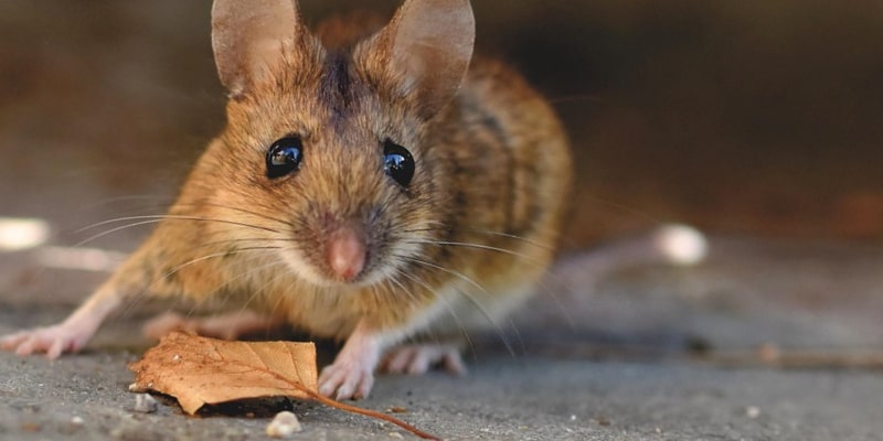 Mice Removal for Stratford