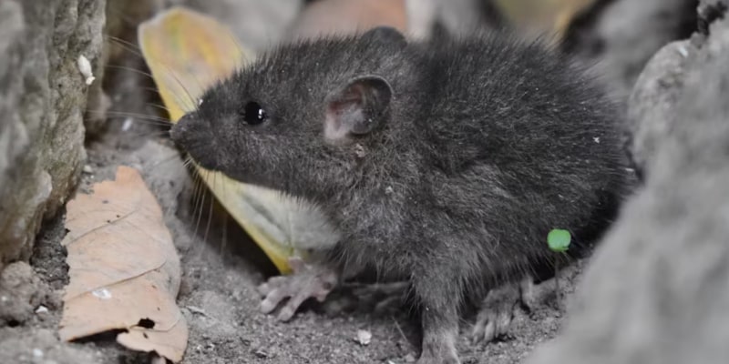 Mice Removal for Woodstock