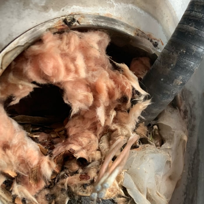 Mouse entry and damaged insulation
