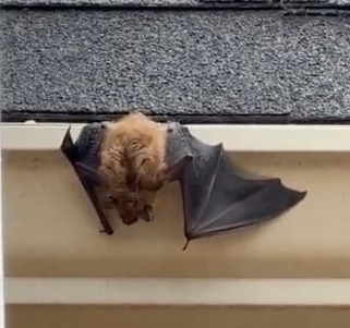 Bat on attic roofline