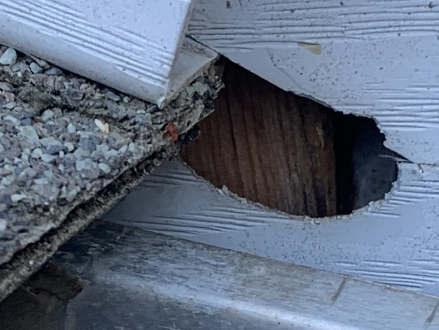 Squirrel chewed entry point siding Squirrel chewed entry point siding