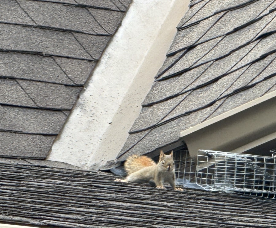 Squirrel on roof leaving nest