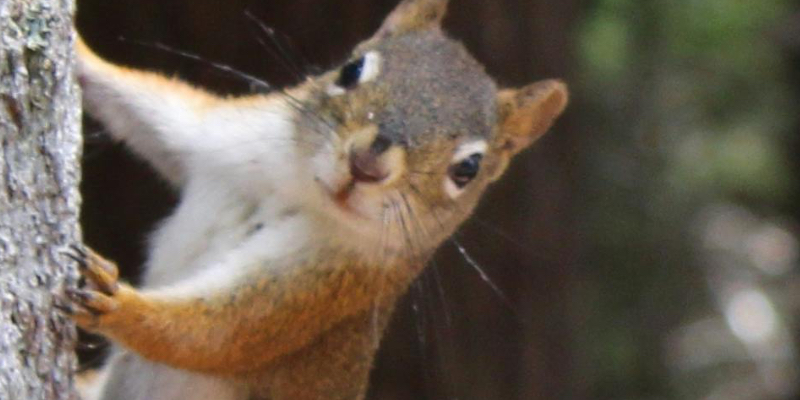 Squirrel Removal for Caledonia