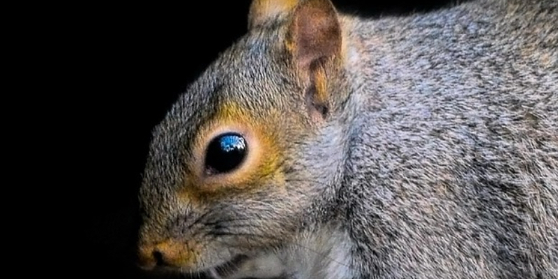 Squirrel Removal for Niagara Falls