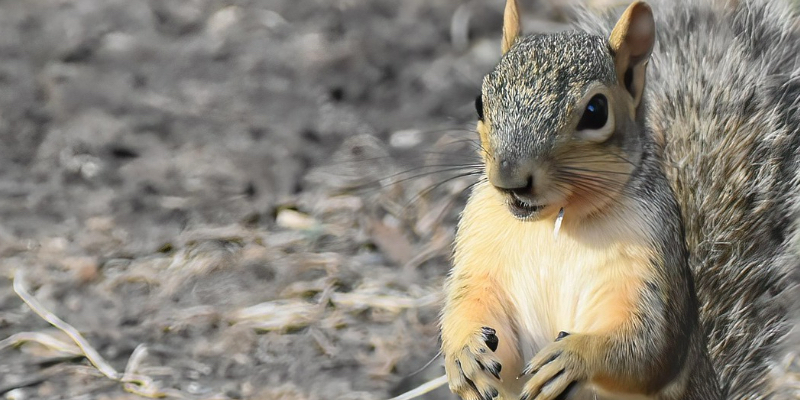 Squirrel Removal for Simcoe