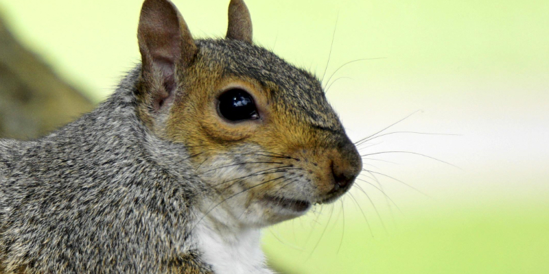 Squirrel Removal for Stratford