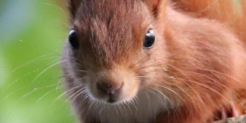 Squirrel Removal for Woodstock